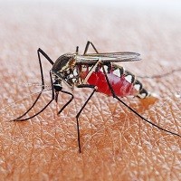 Ученые приблизились к созданию вакцины против трехдневной малярии