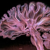 Нейроны можно трансформировать даже во взрослом мозге