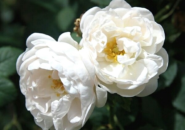 Роза ругоза морщинистая красивый декоративный кустарник