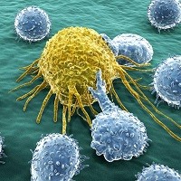 Цитомегаловирус укрепляет иммунитет