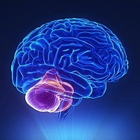 Ученые узнали, зачем мозжечку ингибирование сигналов