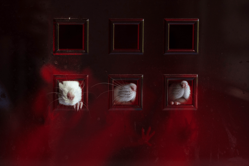 Опыты, любовь и мифы об инфекциях: как работает фонд помощи лабораторным крысам