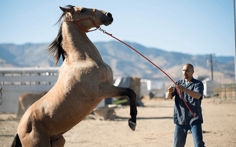5 новых восхитительных фильмов с лошадьми, родео и быками