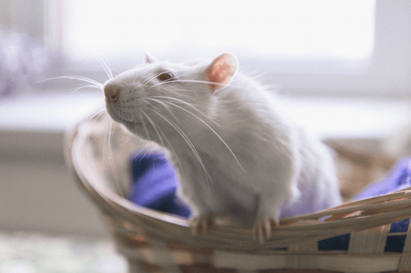 Опыты, любовь и мифы об инфекциях: как работает фонд помощи лабораторным крысам
