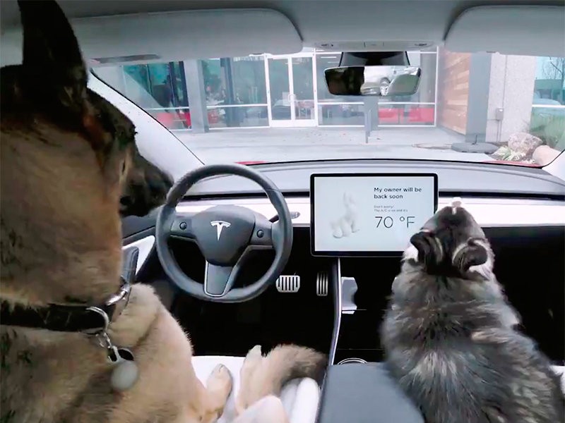  В электромобилях Tesla появился режим для ждущих хозяина собак (ВИДЕО)