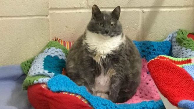 «Самой толстой кошке Британии» нашли постоянный дом. До этого ее четырежды возвращали в приют