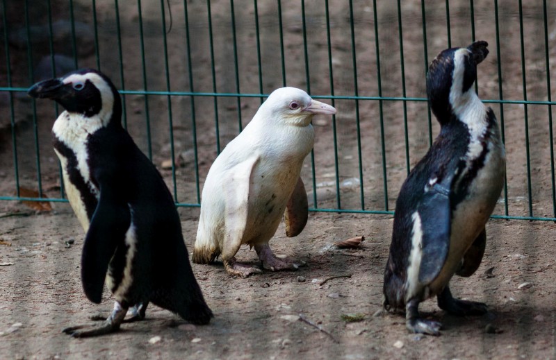 В Польше родился редкий пингвин-альбинос. Он выглядит, как инопланетянин