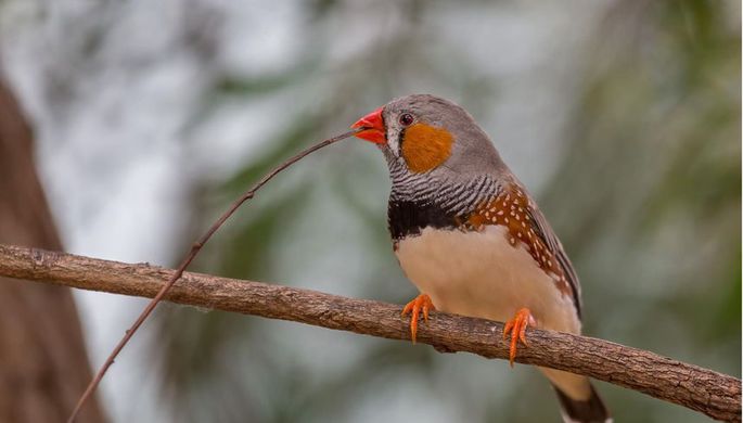 Сто видов птиц оказались под угрозой исчезновения из-за сельского хозяйства