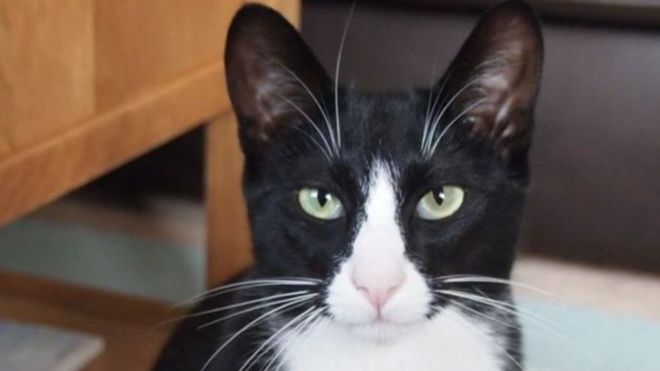 Британский кот-клептоман украл у молочника деньги и принес домой