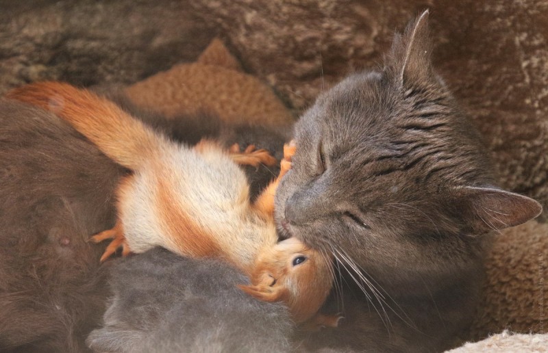 Кошка в Крыму приютила четырех бельчат-сирот