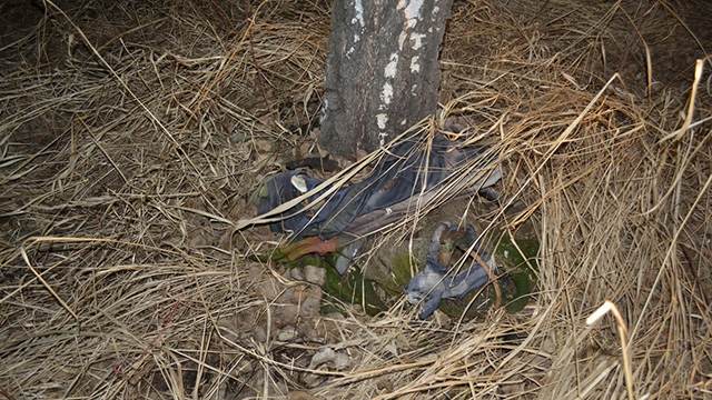 Привязанный к дереву человеческий скелет нашли в лесу под Омском