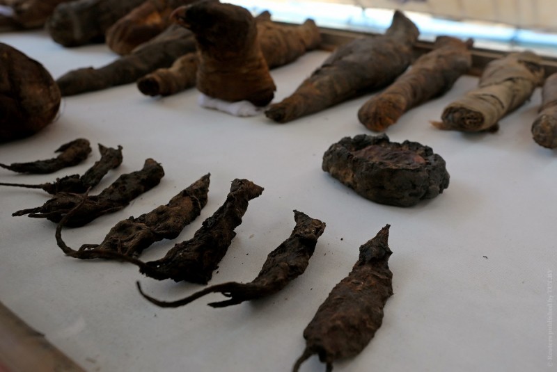 Фотофакт. В Египте открыли гробницу, где нашли мумии мышей и соколов
