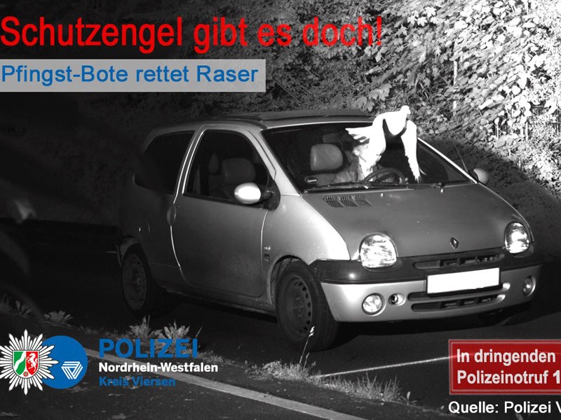  Голубь спас немецкого водителя от штрафа за превышение скорости (ФОТО)