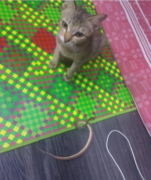 В Индонезии кот перегрыз кабель от наушников. Животное отругали, и оно принесло необычную замену