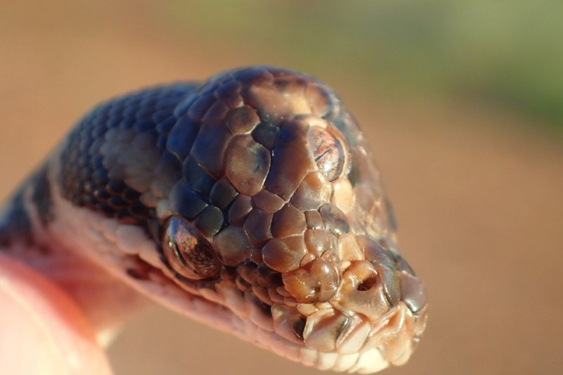 Фотофакт. Как выглядит трехглазая змея. Ее нашли в Австралии
