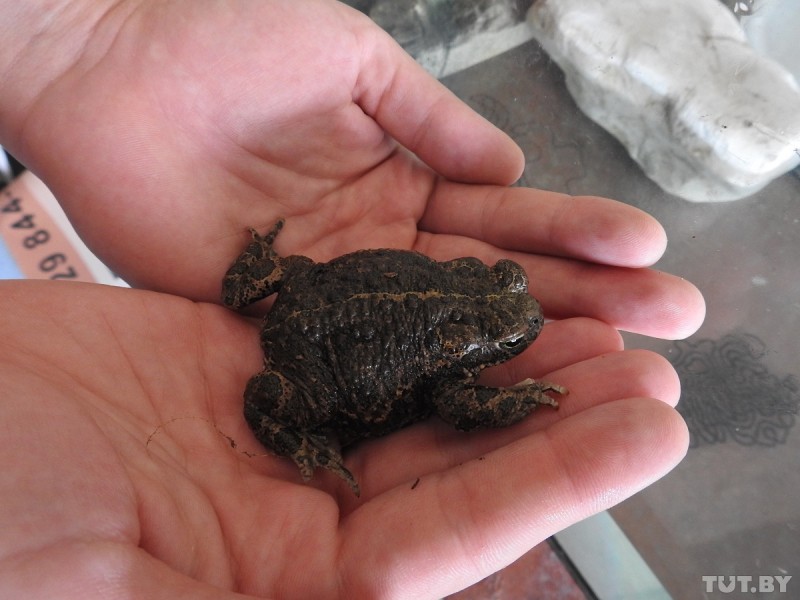 В Бресте ученые успешно размножили в неволе камышовую жабу: она редкая и очень громкая