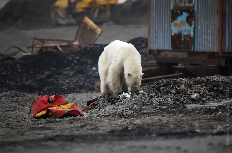Изможденный белый медведь бродил по российскому Норильску, в 500 км от арктического побережья