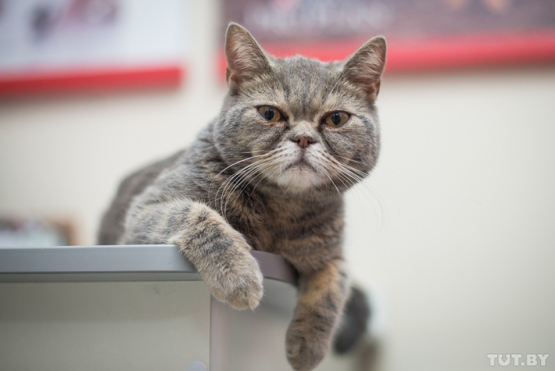 «От стресса кот может заболеть». Ветеринар — о прививках и питании домашних любимцев