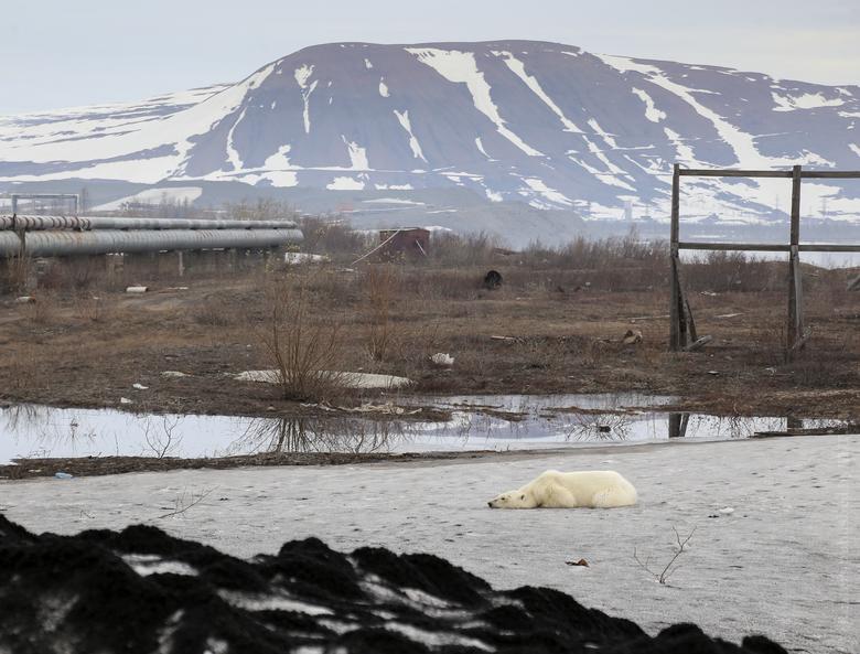 Изможденный белый медведь бродил по российскому Норильску, в 500 км от арктического побережья
