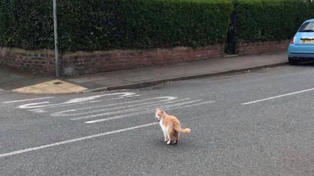 Обидевшийся кот сбежал из дома и стал звездой в английской деревне