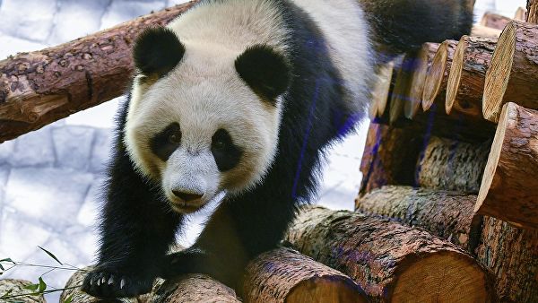 Московский зоопарк надеется получить потомство от панд Жуи и Диндин