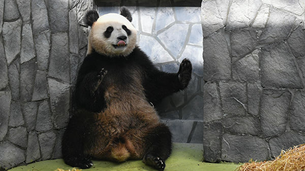 Московский зоопарк надеется получить потомство от панд Жуи и Диндин