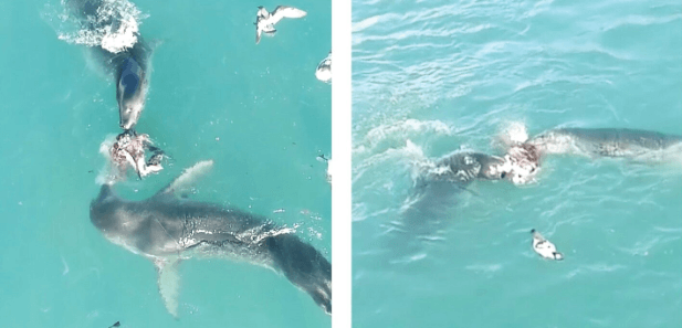 Впервые в истории. Морские леопарды поделились друг с другом едой