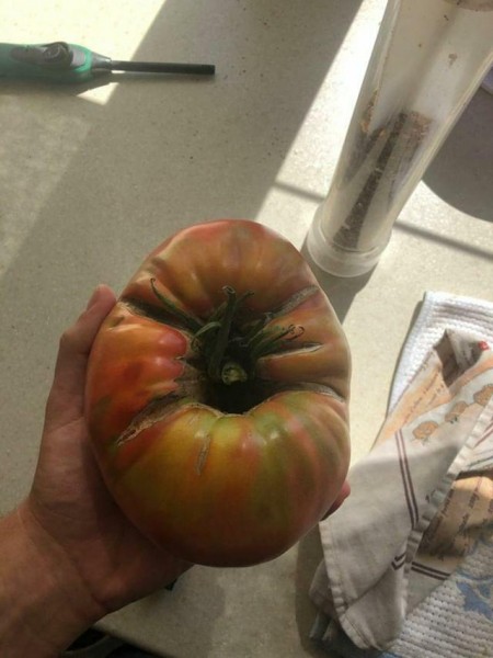 Огромные помидоры, огурцы, кабачки. Посмотрите, что вырастили белорусы на своих участках