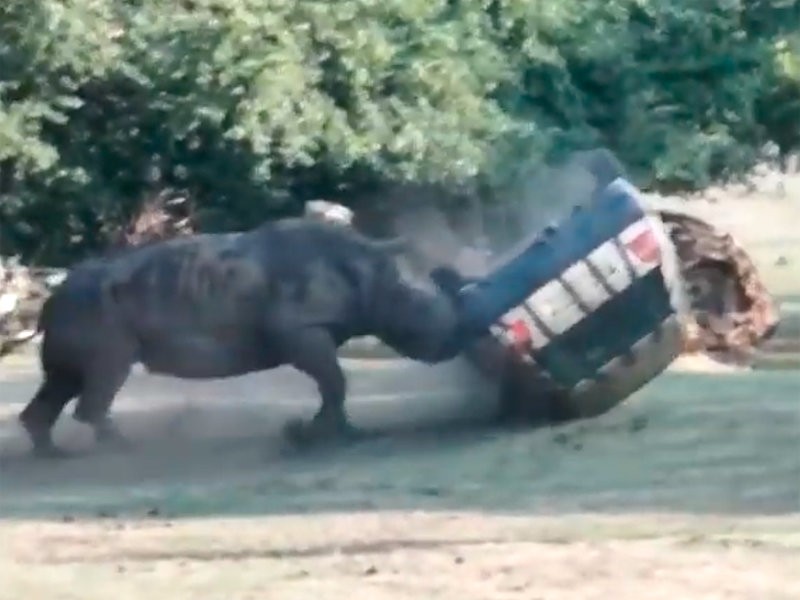  В Германии разъяренный носорог напал на машину сотрудницы сафари-парка (ВИДЕО)