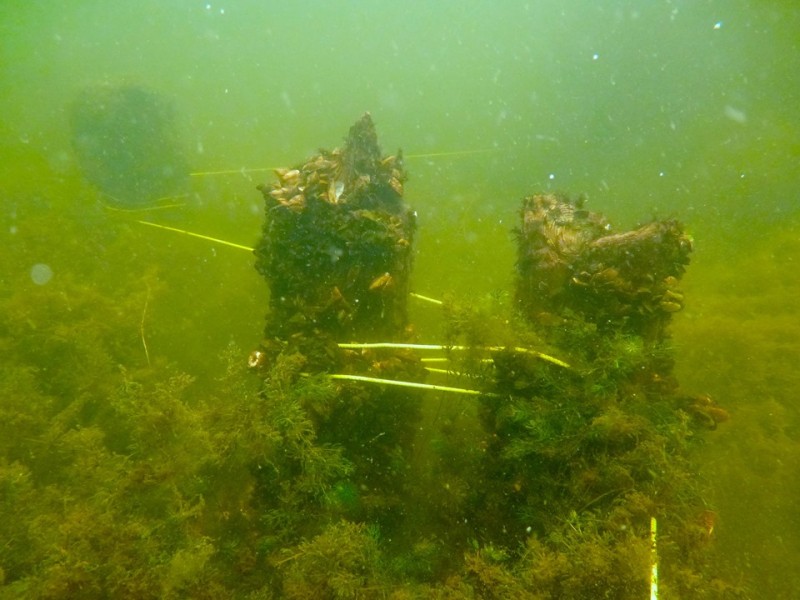 В Браславском районе под водой нашли останки древнего моста. Предположительно, ему 500 лет