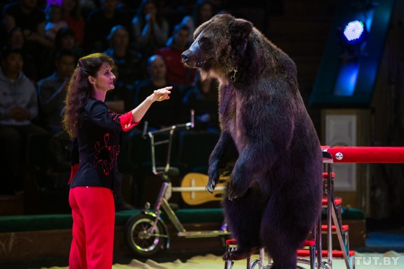 Медведь-артист, атака клоунов и гимнасты под куполом. Как в Минске проходит цирковой фестиваль