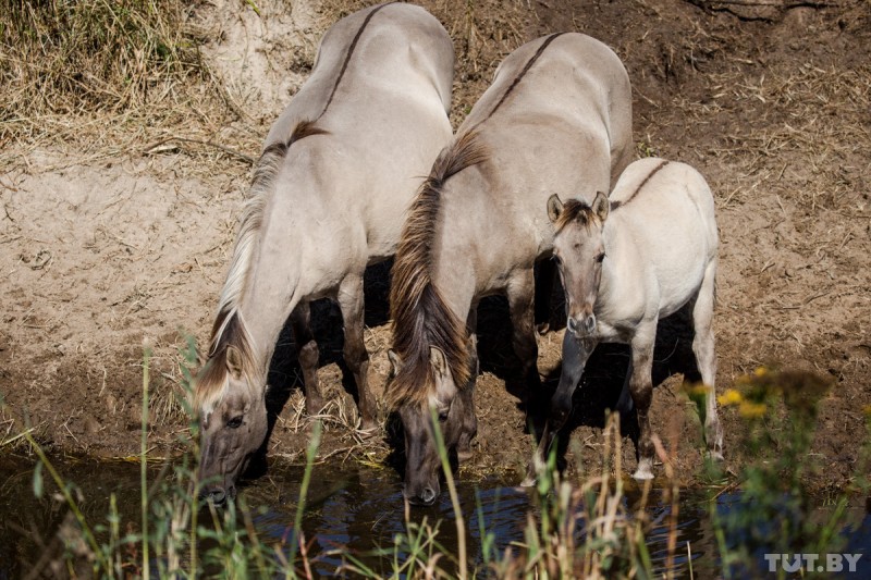 В Налибокской пуще поселились дикие лошади