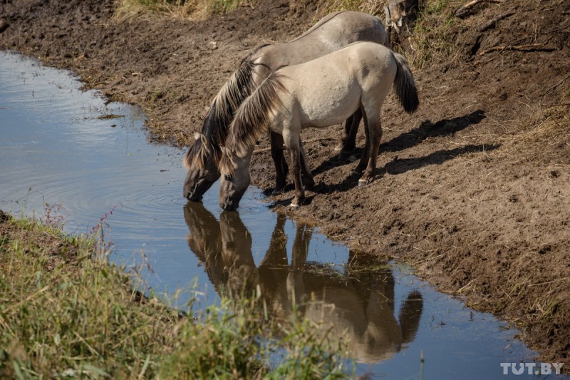 В Налибокской пуще поселились дикие лошади