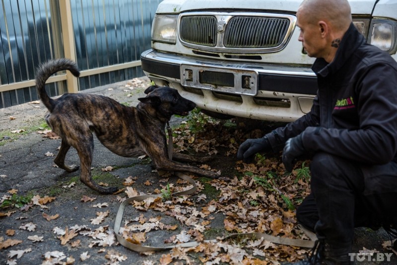 Собаки-спецназовцы искали наркотики и взрывчатку наперегонки. Посмотрите, как это было
