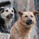 Бродячие собаки могут являться промежуточным хозяином коронавируса